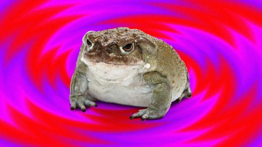 toad venom