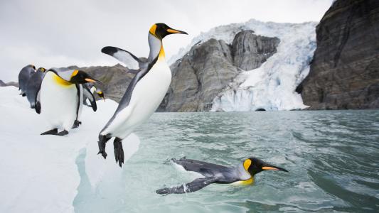 south georgia island