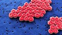 phage therapy