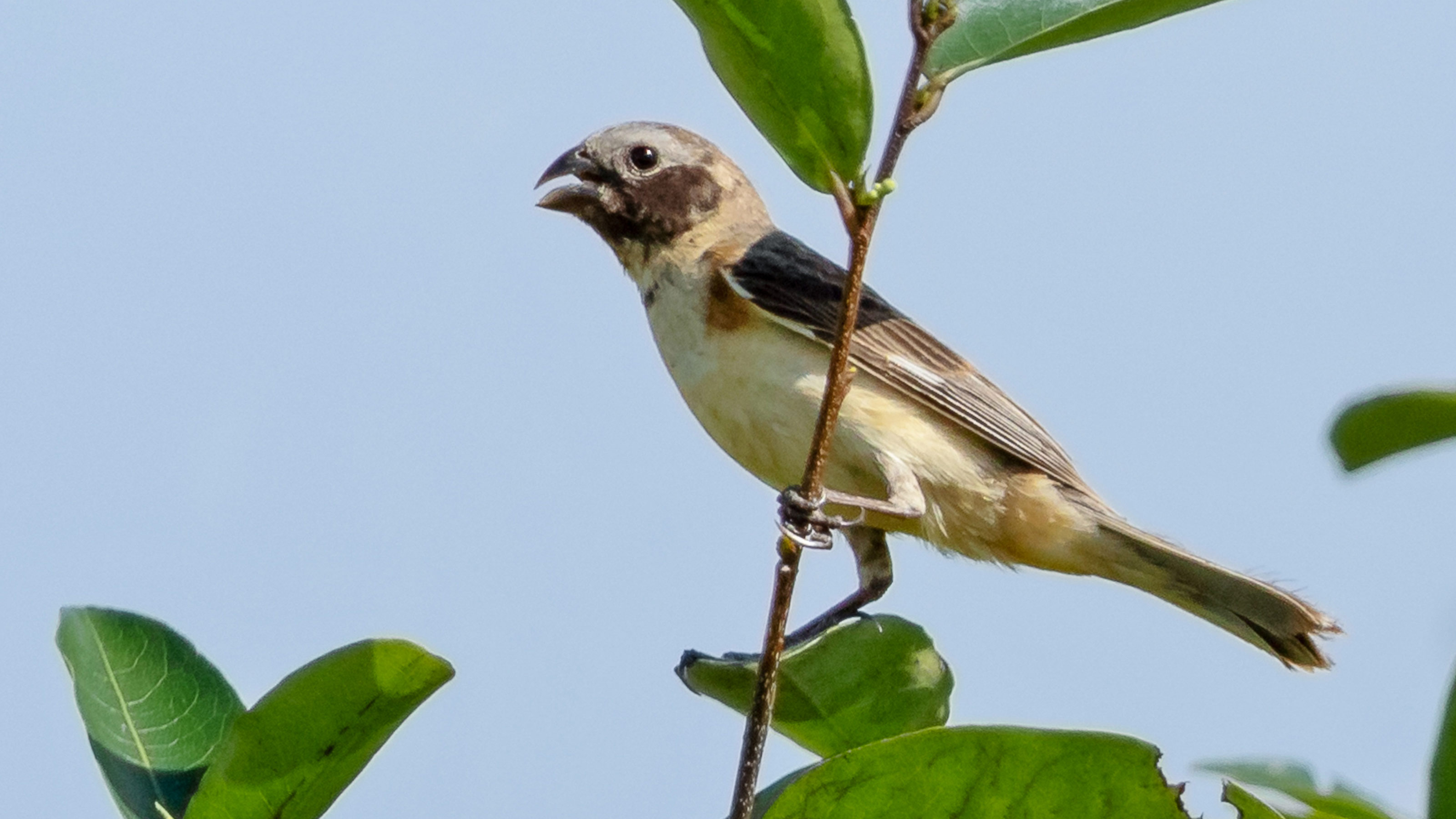 sympatric speciation