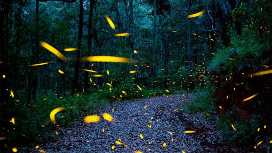 synchronized fireflies