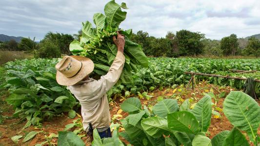 tobacco plant vaccine for flu