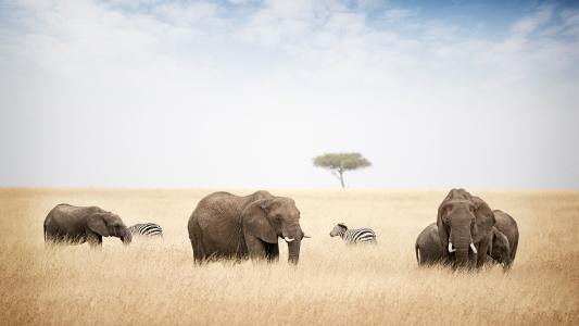 tracking animals