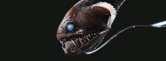 deep sea fish