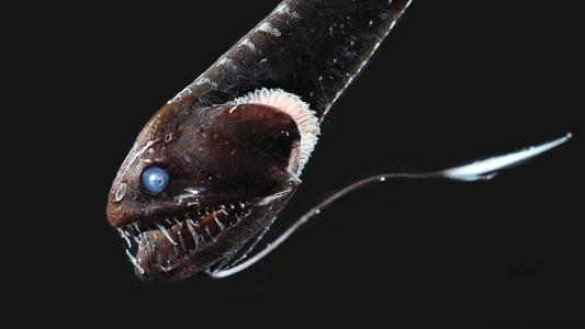 deep sea fish