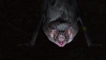 vampire bats