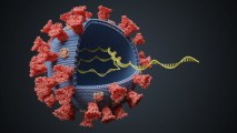Varying Coronavirus Symptoms