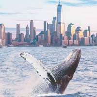whale population