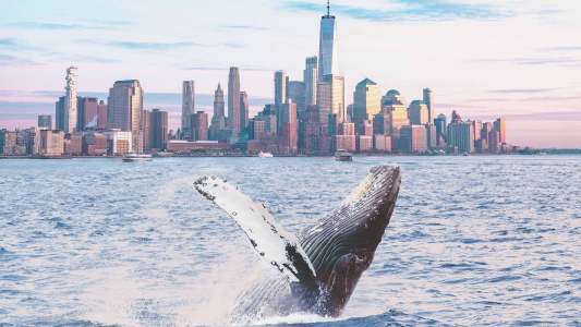 whale population