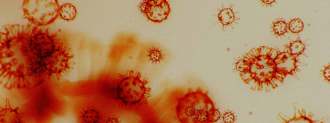 What is the coronavirus fatality rate