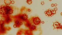 What is the coronavirus fatality rate