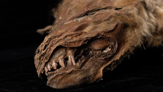 wolf mummy