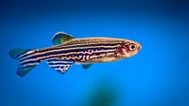 zebrafish  Infertility Treatments