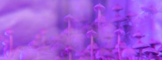 psilocybin for depression