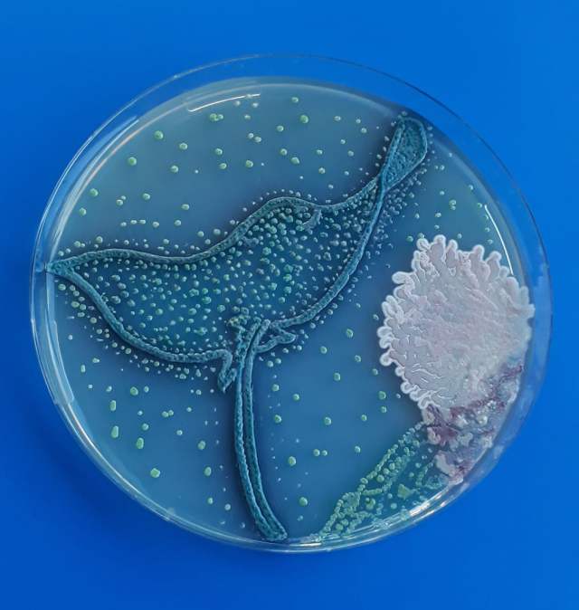 agar-art-3.jpeg