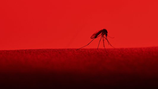 dengue fever vaccine