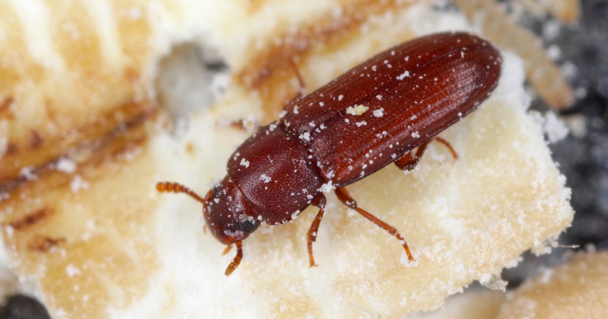 Is death by pee our next pesticide?