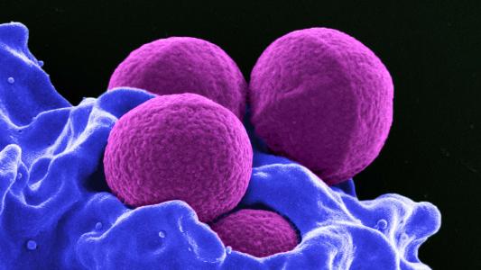 molecular tweezers bacterias biofilm