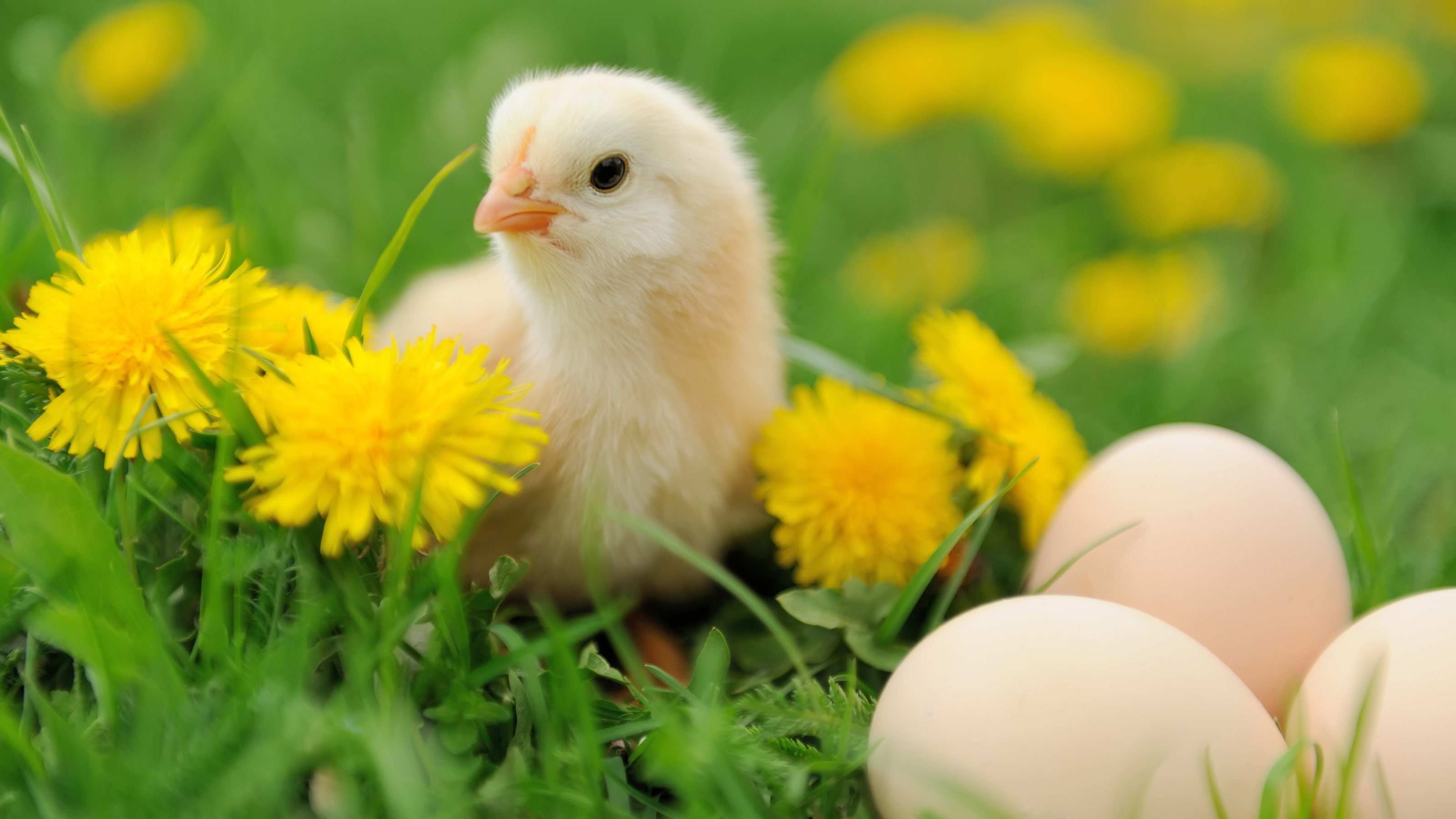 crispr chick culling