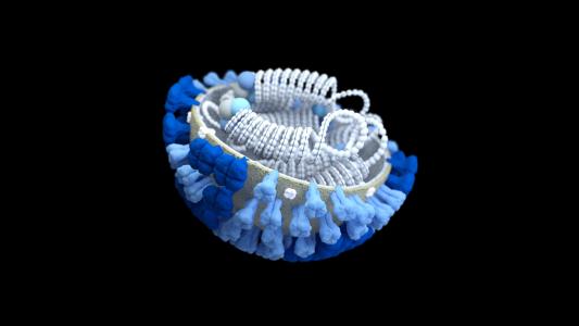 flu diversity during pandemic