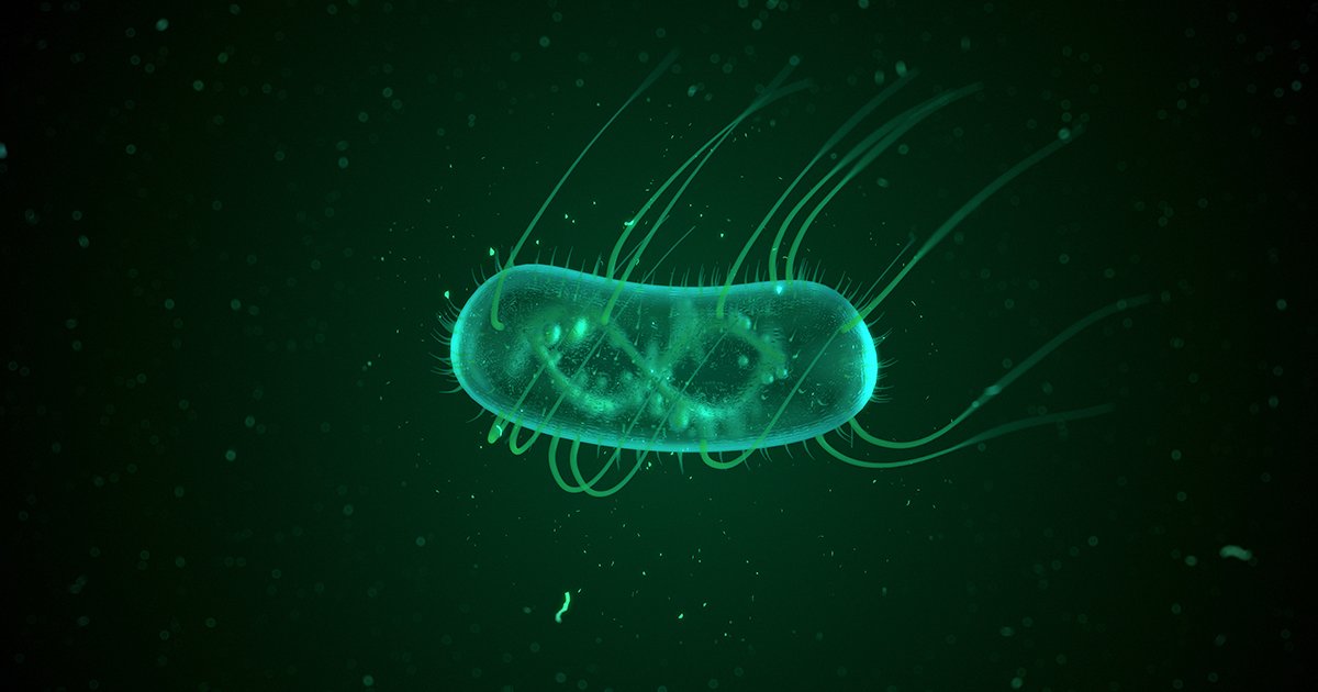 These bacteria grow biodegradable “Aquaplastic”