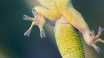 gecko gripper