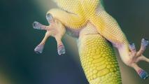 gecko gripper