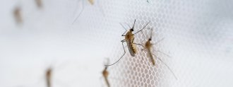 genetically modified mosquitoes