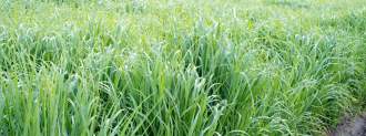 Genetically Modified Grass