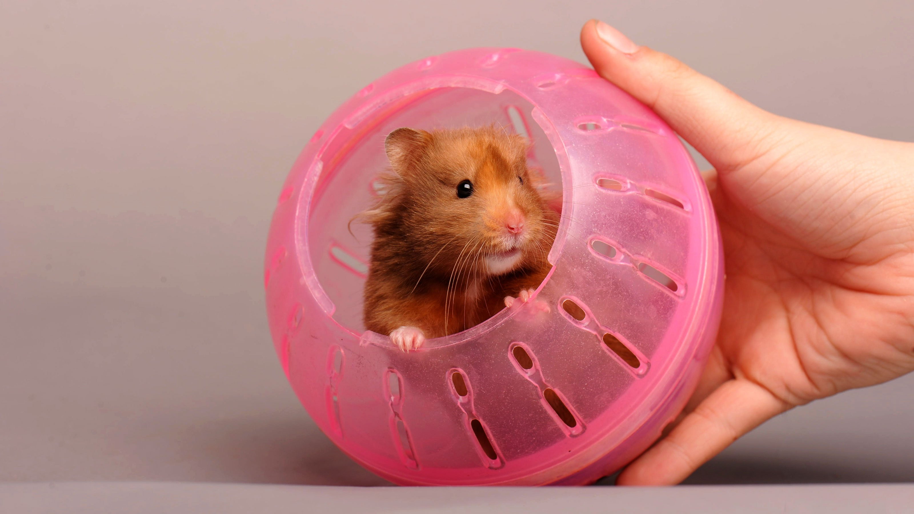 inhaled nanobodies COVID-19