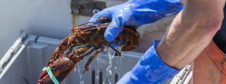 lab-grown lobster