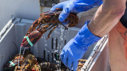lab-grown lobster