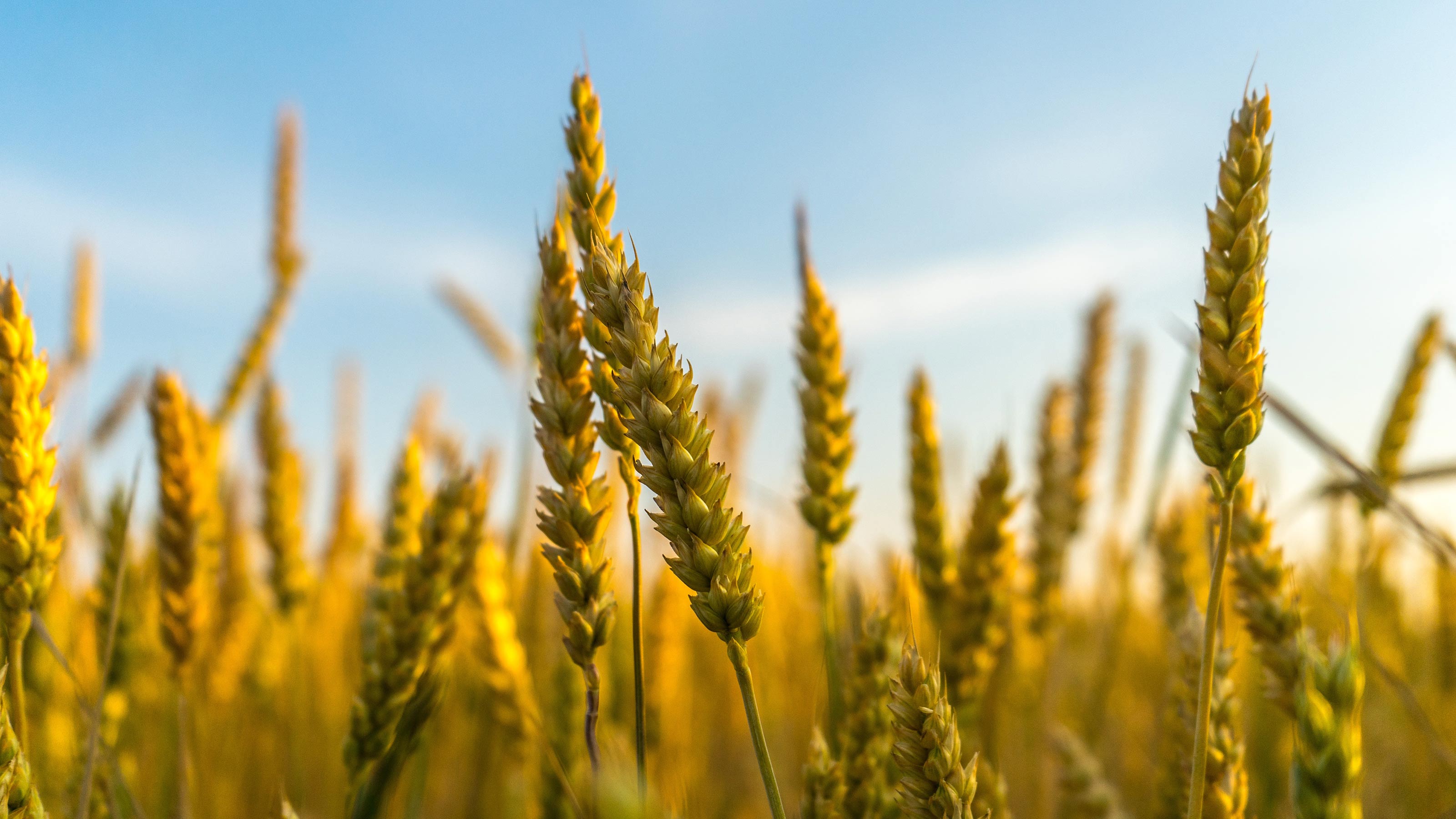 lateral gene transfer