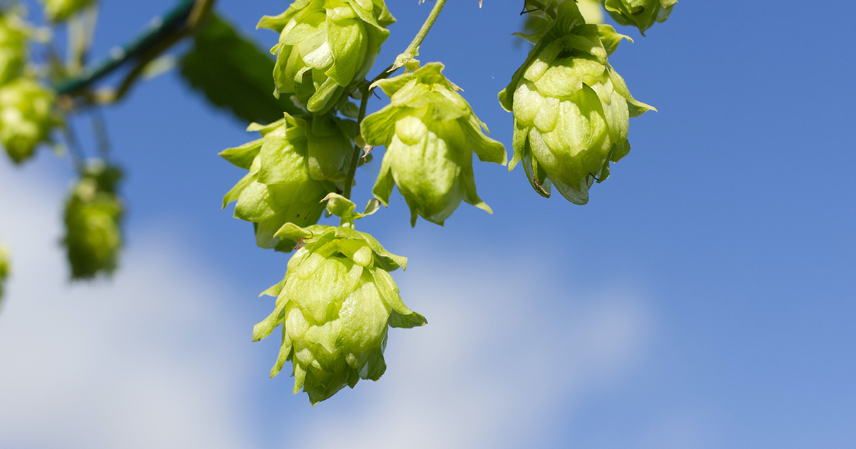  hops could hold key to preventing common liver disease