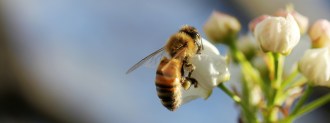 pesticides kill bees