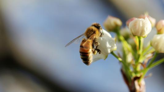 pesticides kill bees