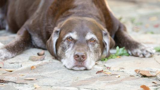 dog biobank