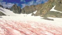 pink snow
