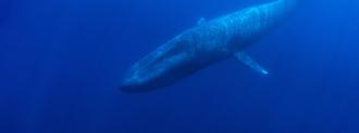 pygmy blue whales