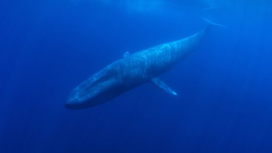 pygmy blue whales