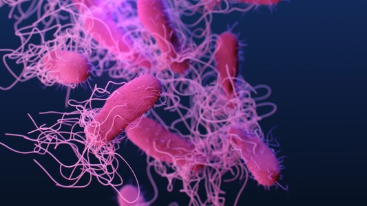 rapid test bacterial infection