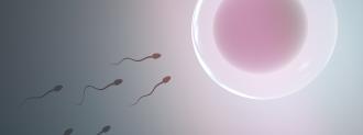 sperm and pregnancy