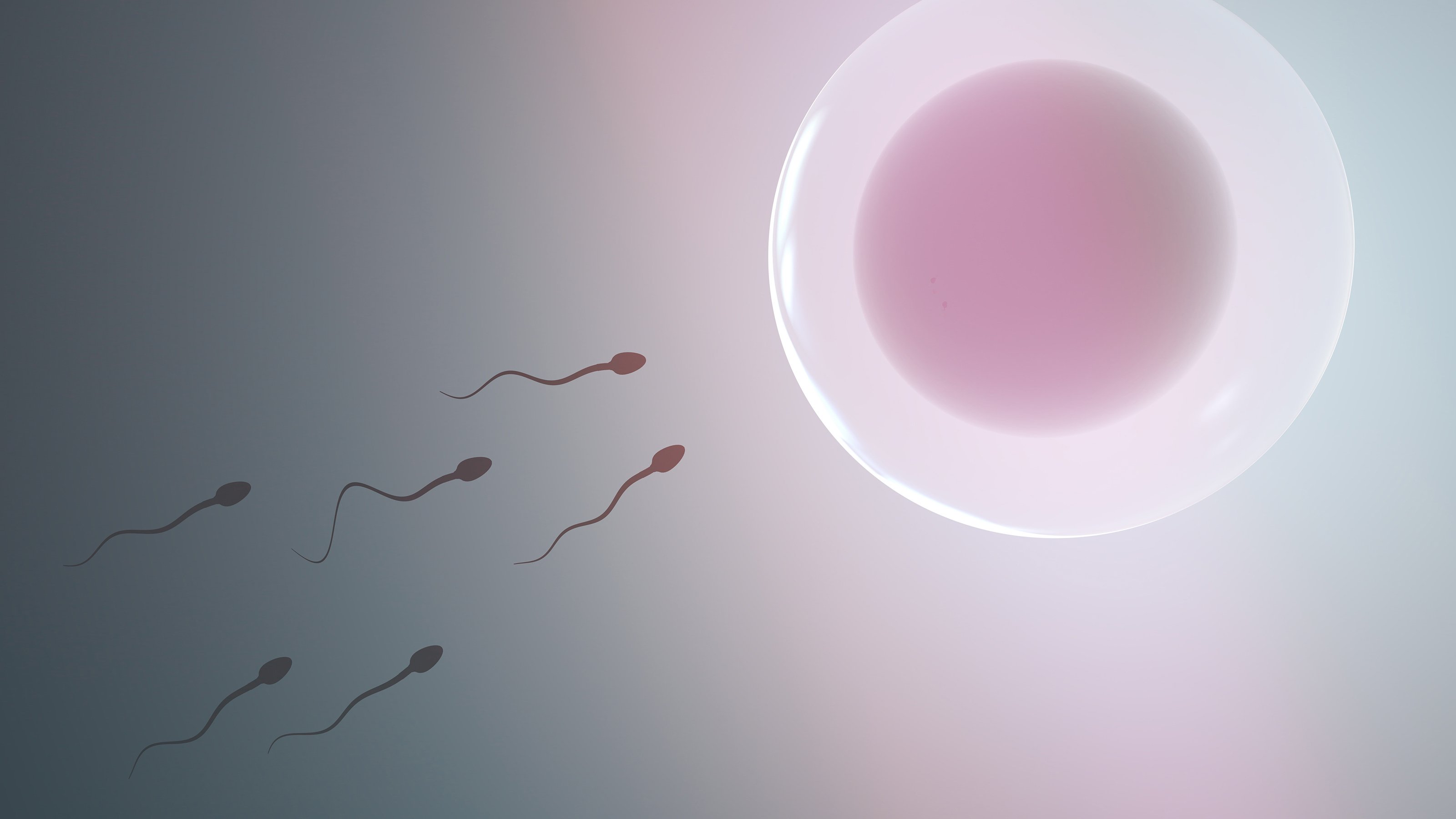 sperm and pregnancy