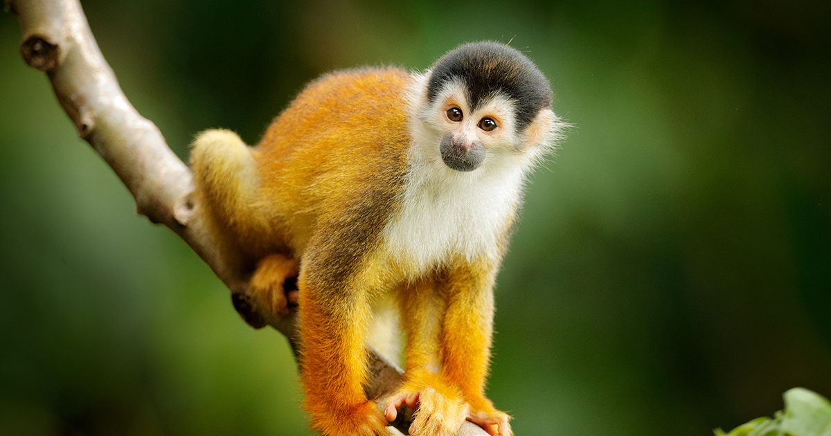 Treatment appears to stop Alzheimer's in monkeys Treatment appears to stop Alzheimer's in monkeys