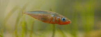 threespine stickleback