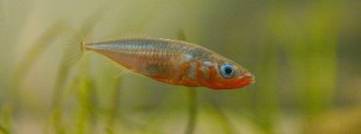 threespine stickleback