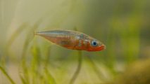 threespine stickleback
