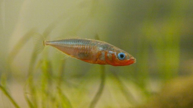 Stickleback Habitat