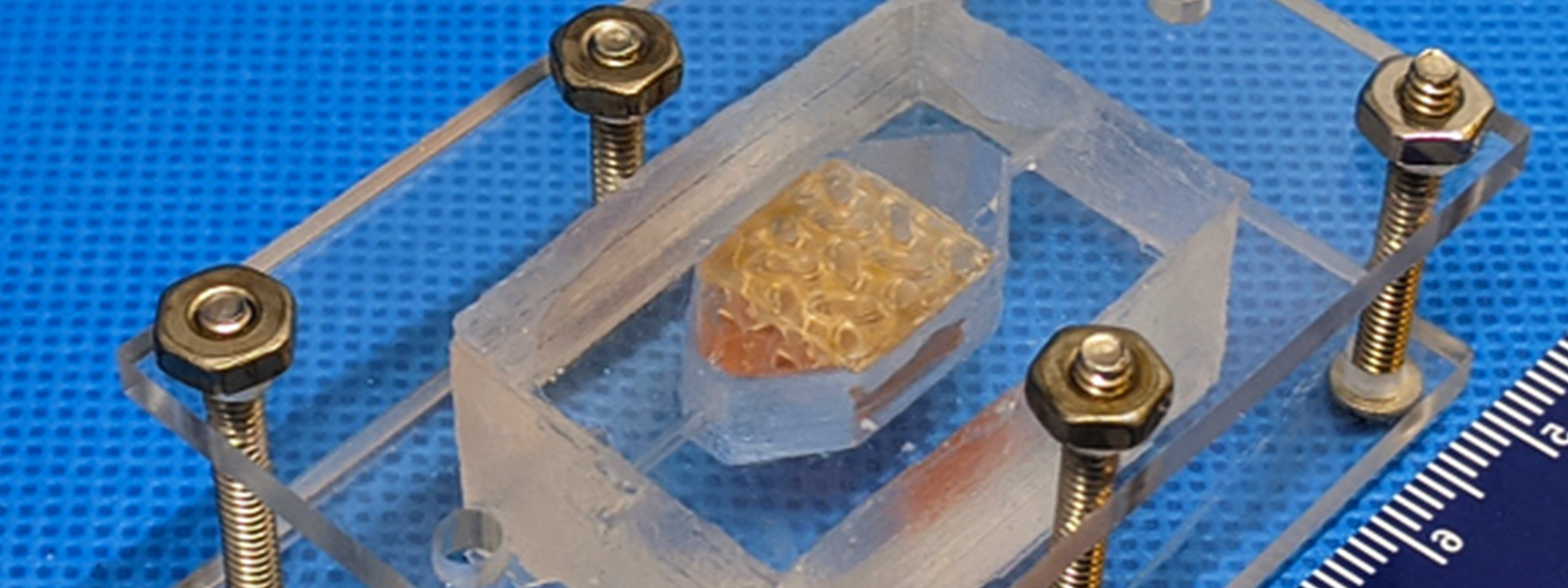 NASA Announces Winners of Tissue Engineering Challenge