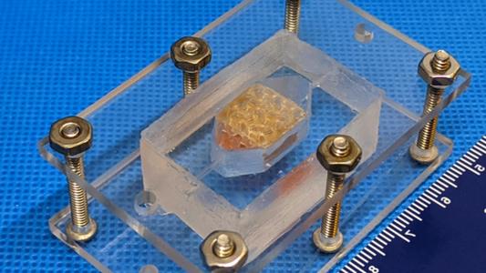 tissue engineering